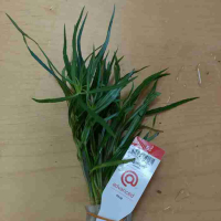 Pogostemon stellatus - potted