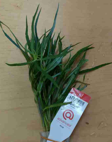 Pogostemon stellatus - potted
