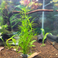 Guppy grass (Najas guadalupensis) - portion