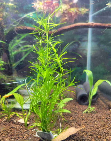 Guppy grass (Najas guadalupensis) - portion
