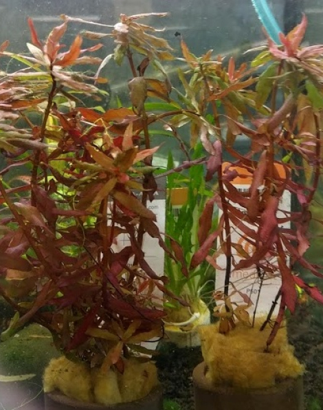 Ammannia gracilis - potted