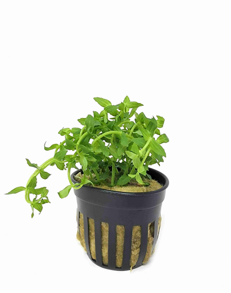 Gratiola viscidula - potted