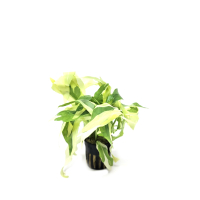 Gymnocoronis spilanthoides variegatus - potted