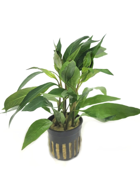 Hygrophila angustifolia  Red - potted