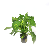 Hygrophila corymbosa 'variegatus' - potted