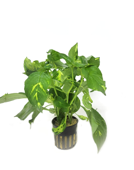 Hygrophila corymbosa 'variegatus' - potted