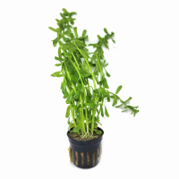 Hedyotis saltzmannii - potted