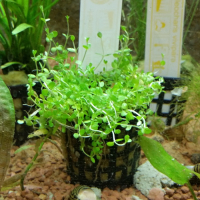 Hemianthus micranthemoides - potted