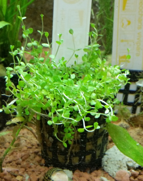 Hemianthus micranthemoides - potted