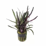 Terrarium Plants