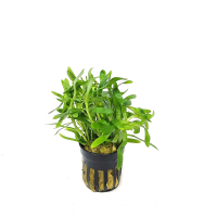 Heteranthera  zosterifolia - potted