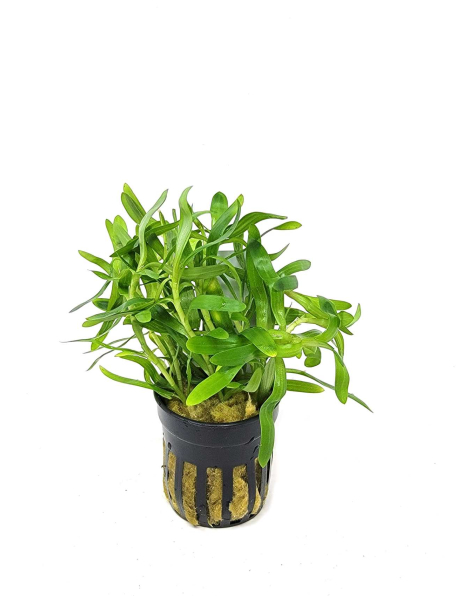 Heteranthera  zosterifolia - potted