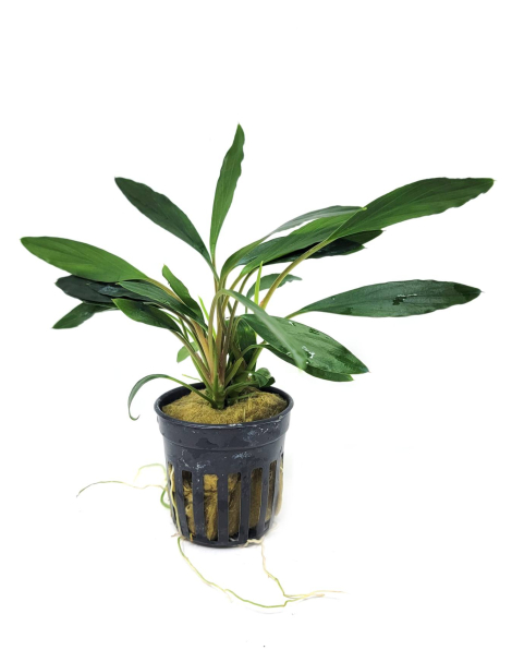 Homalomena sp. Sekadau South Narrow- potted
