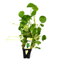 Hydrocotyle vulgaris (pennywort) - potted