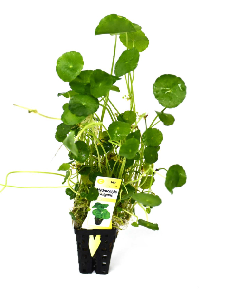 Hydrocotyle vulgaris (pennywort) - potted