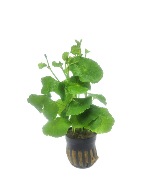 Hydrocotyle leucocephala - potted