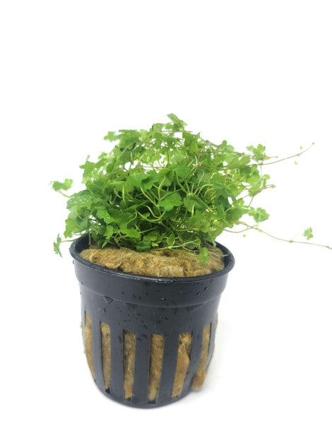 Hydrocotyle tripartita - potted