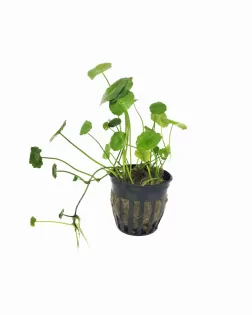 Hydrocotyle verticillata - potted