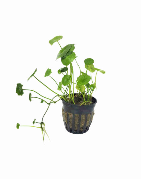 Hydrocotyle verticillata - potted