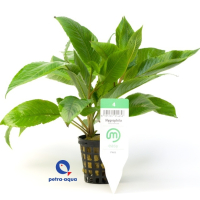 Hygrophila corymbosa - potted