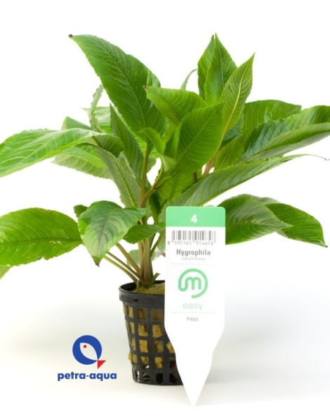 Hygrophila corymbosa - potted