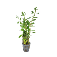 Hygrophila polysperma variabilis - potted