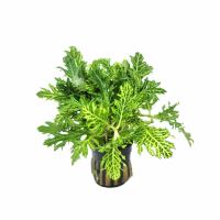 Hygrophila difformis variegated - potted
