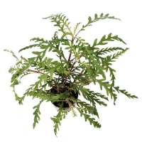 Hygrophila pinnatifida - potted