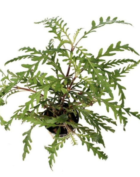 Hygrophila pinnatifida - potted