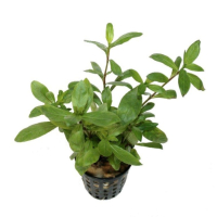 Hygrophila polysperma - potted