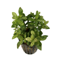 Hygrophila polysperma 'Rosanervig' - bunched
