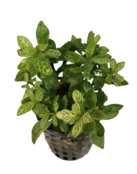 Hygrophila polysperma 'Rosanervig' - bunched