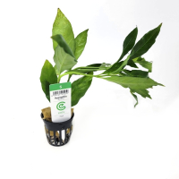 Hygrophila aquatica - potted