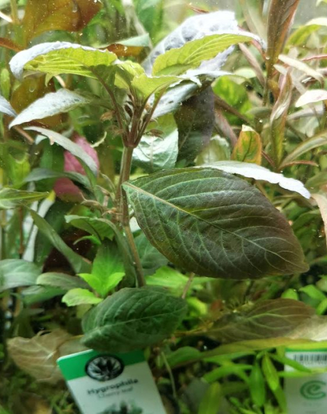 Hygrophila Cherry leaf - potted