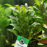 Hygrophila guyanensis - potted