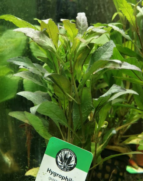 Hygrophila guyanensis - potted