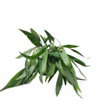 Hygrophila lacustris - potted