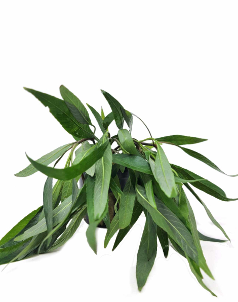 Hygrophila lacustris - potted