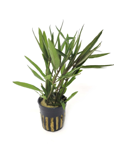 Hygrophila 'Araguaia' - potted