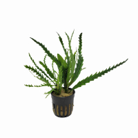 Hygrophila odora - potted