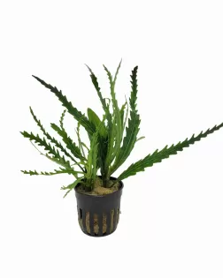 Hygrophila odora - potted