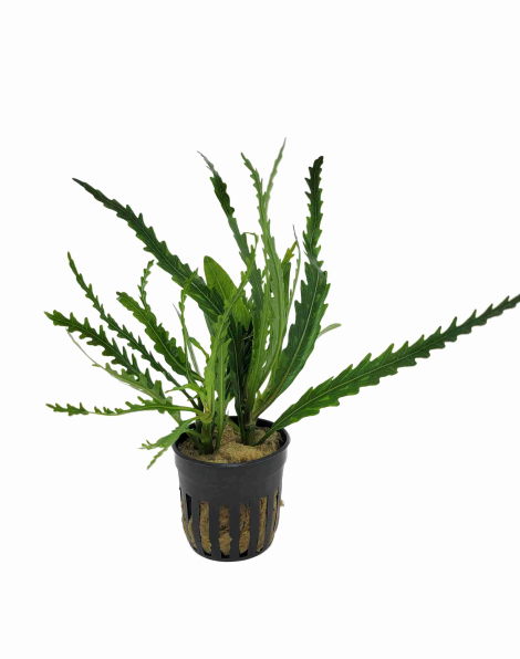 Hygrophila odora - potted