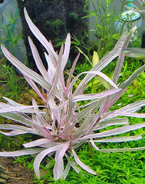 Hygrophila 'Araguaia Pink Lady' - potted