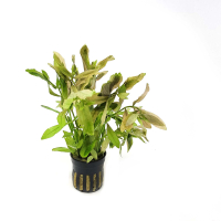 Hygrophila polysperma 'Broad' - potted