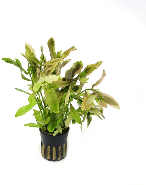 Hygrophila polysperma 'Broad' - potted