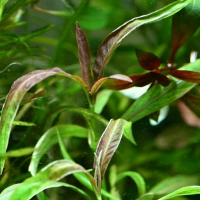 Hygrophila 'Red' - potted