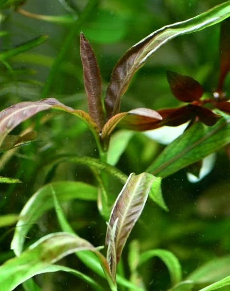 Hygrophila 'Red' - potted