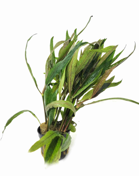 Hygrophila salicifolia rubra - potted
