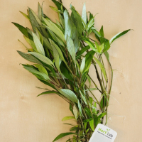 Hygrophila siamensis - potted