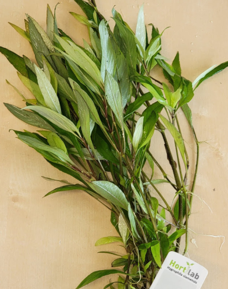 Hygrophila siamensis - potted